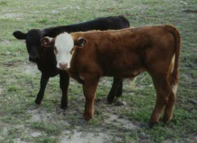 Calves